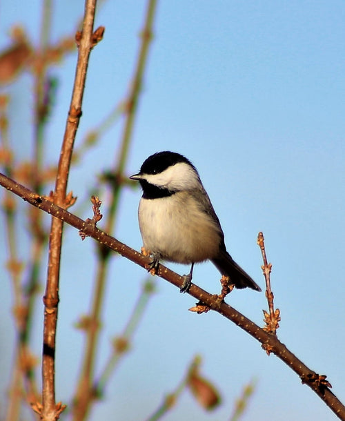 Organically-Grown Note Card -- Chickadee