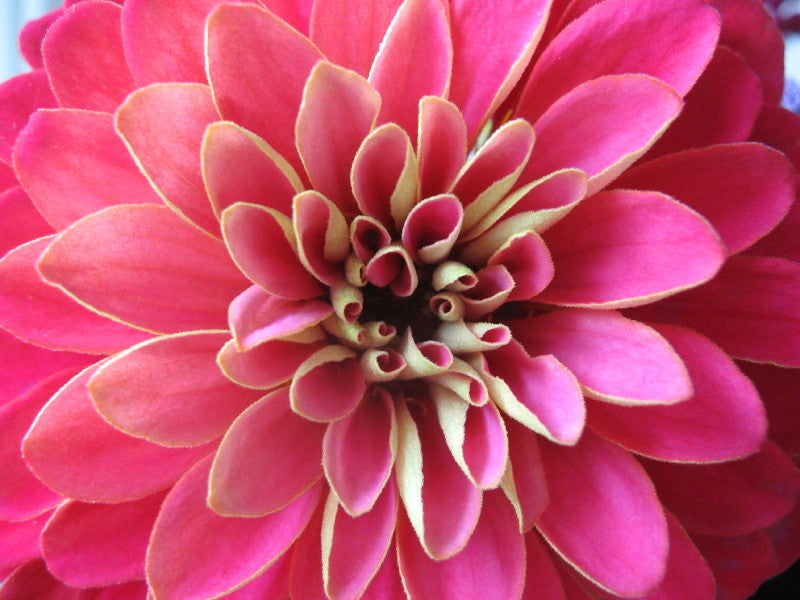 Organically-Grown Note Card -- Pink Zinnia