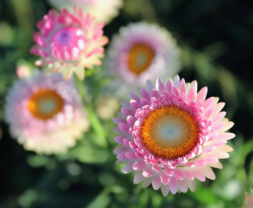 Organically-Grown Note Card -- Strawflower