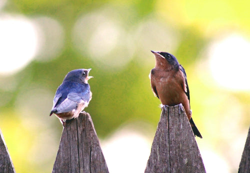 Organically-Grown Note Card -- Barn Swallow Babies