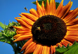 Organically-Grown Note Card -- Bees on Sunflower