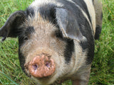 Organically-Grown Note Card -- Happy Pig