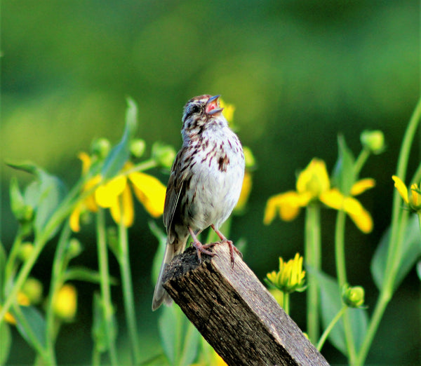 Organically-Grown Note Card -- Singing Sparrow