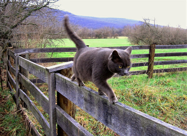 Organically-Grown Note Card -- Cat on Fence